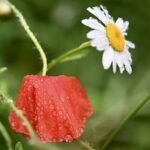 /redandwhitemagz.com.