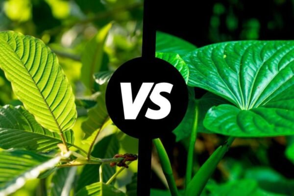 Kava Gummies vs. Kratom