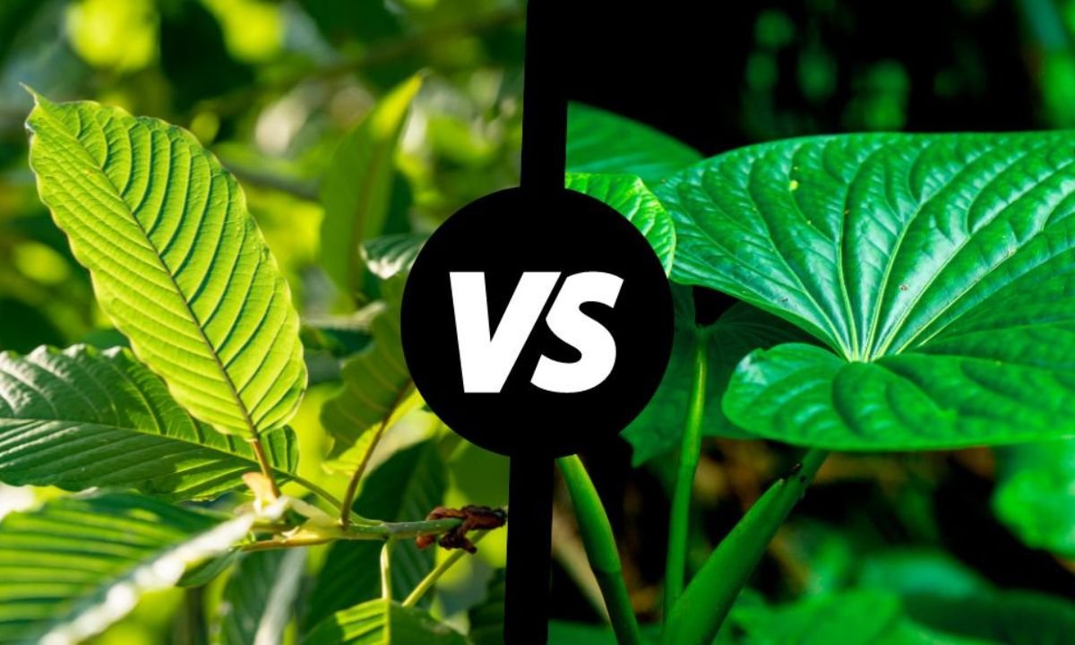 Kava Gummies vs. Kratom