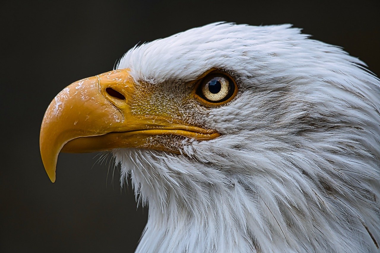 hancock bird