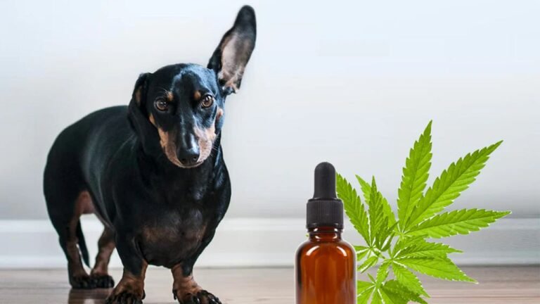 CBD for Your Dog