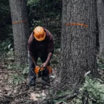 Timber Cutting