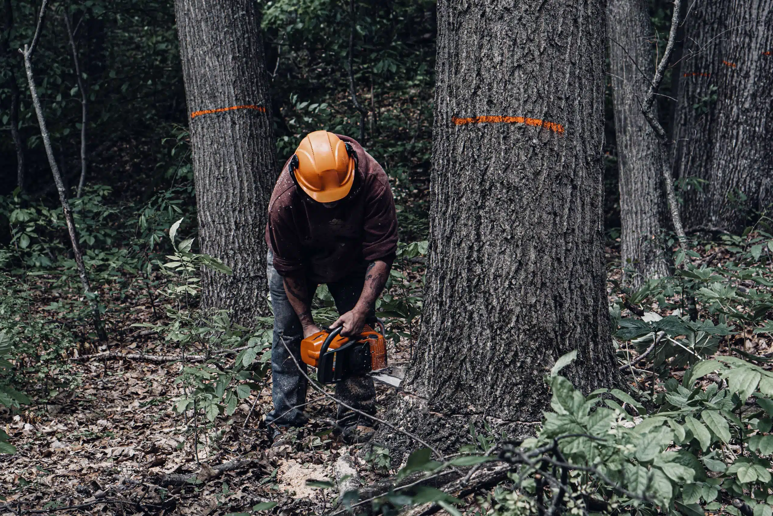 Timber Cutting